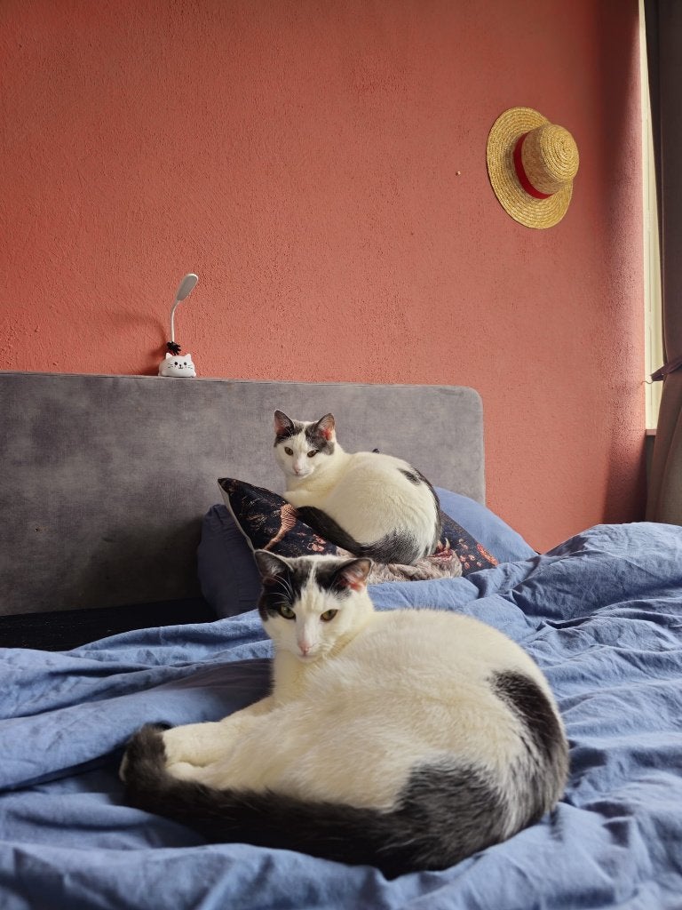 2 volvassene katten broers van 1 jaar, Dieren en Toebehoren, Katten en Kittens | Overige Katten, Kater, Kortharig, 0 tot 2 jaar