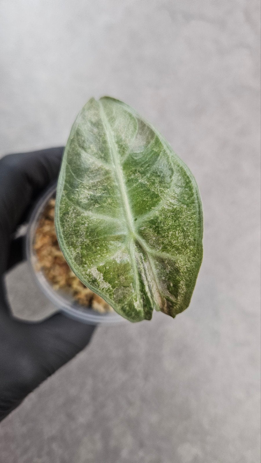 Alocasia 'Pink Dragon' Variegata (stardust), Ophalen of Verzenden, Halfschaduw, Minder dan 100 cm