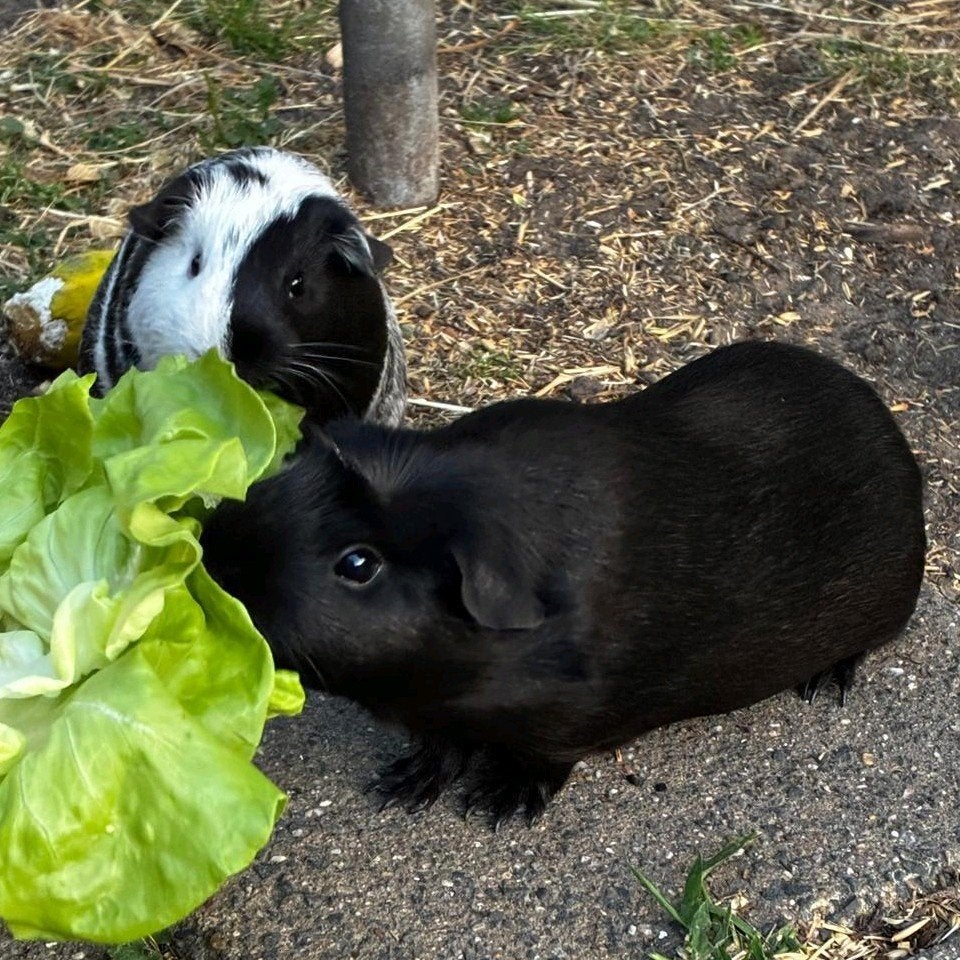 Twee lieve cavia zeugjes zusjes + evt. hok en toebehoren, Dieren en Toebehoren, Knaagdieren, Cavia, April, Vrouwelijk, Tam