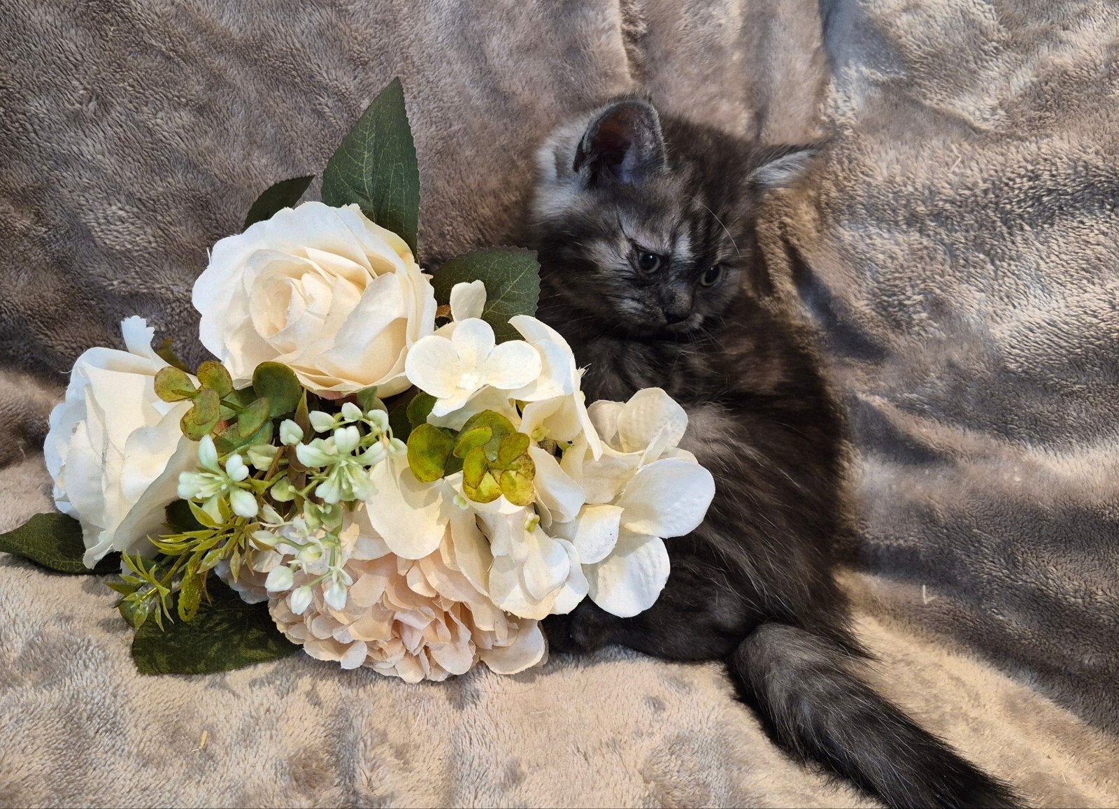 britsekorthaar kittens mogen al weg, Dieren en Toebehoren, Meerdere dieren