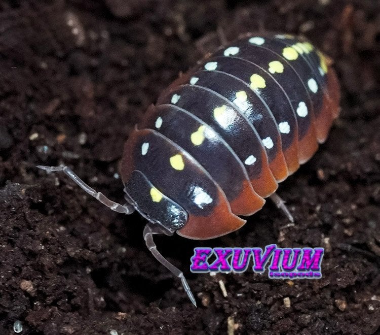 Armadillidium klugii Montenegro isopods / pissebedden, Overige soorten