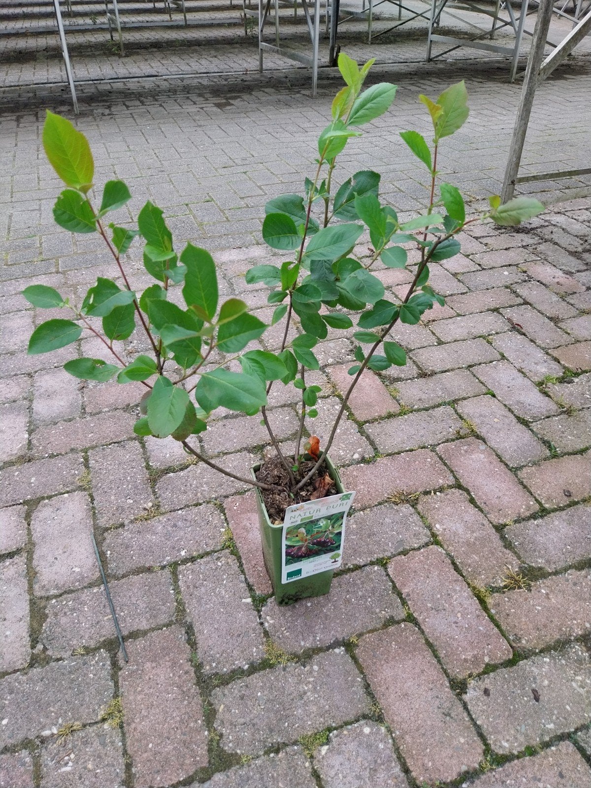 Aronia Nero - Appelbes voor gezonde bessen, Ophalen, Volle zon, Vaste plant, Fruitplanten