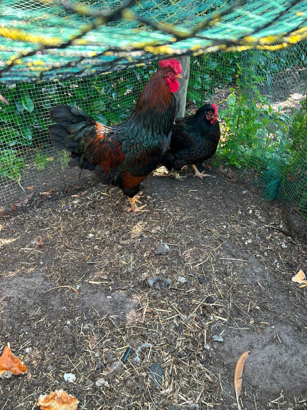 Koppel Barnevelders, Dieren en Toebehoren, Pluimvee, Meerdere dieren, Kip