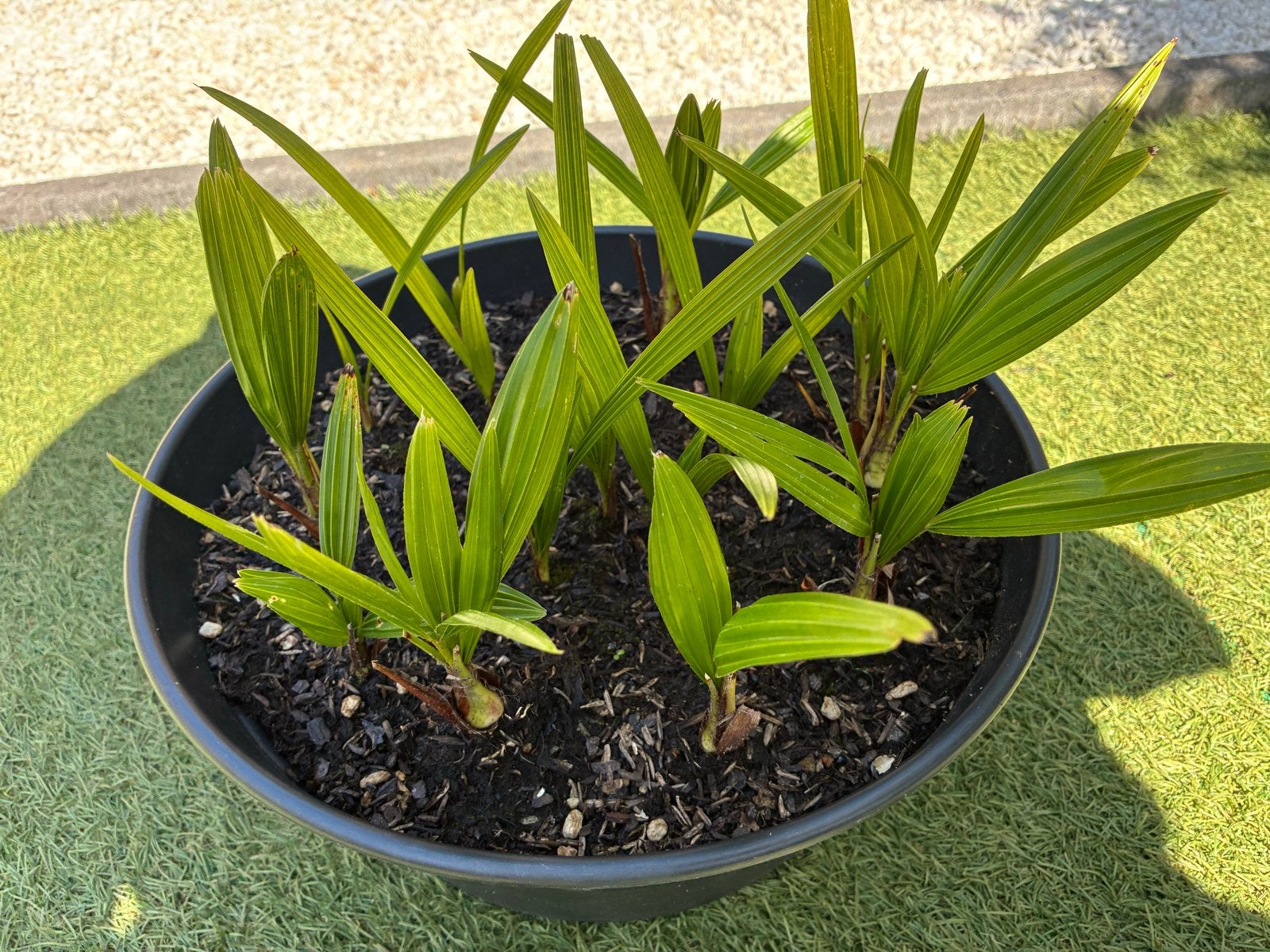 15 Palmboom zaailingen (Trachycarpus Fortunei) 1.5 jaar oud, Volle zon, Vaste plant, Bloeit niet, Ophalen