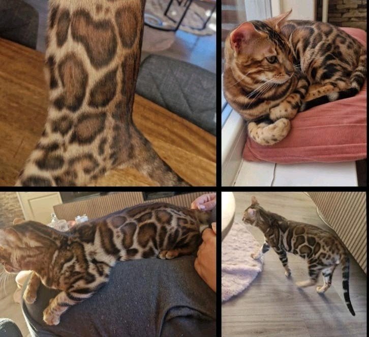Bengaal dekkater (zie omschrijving), Dieren en Toebehoren