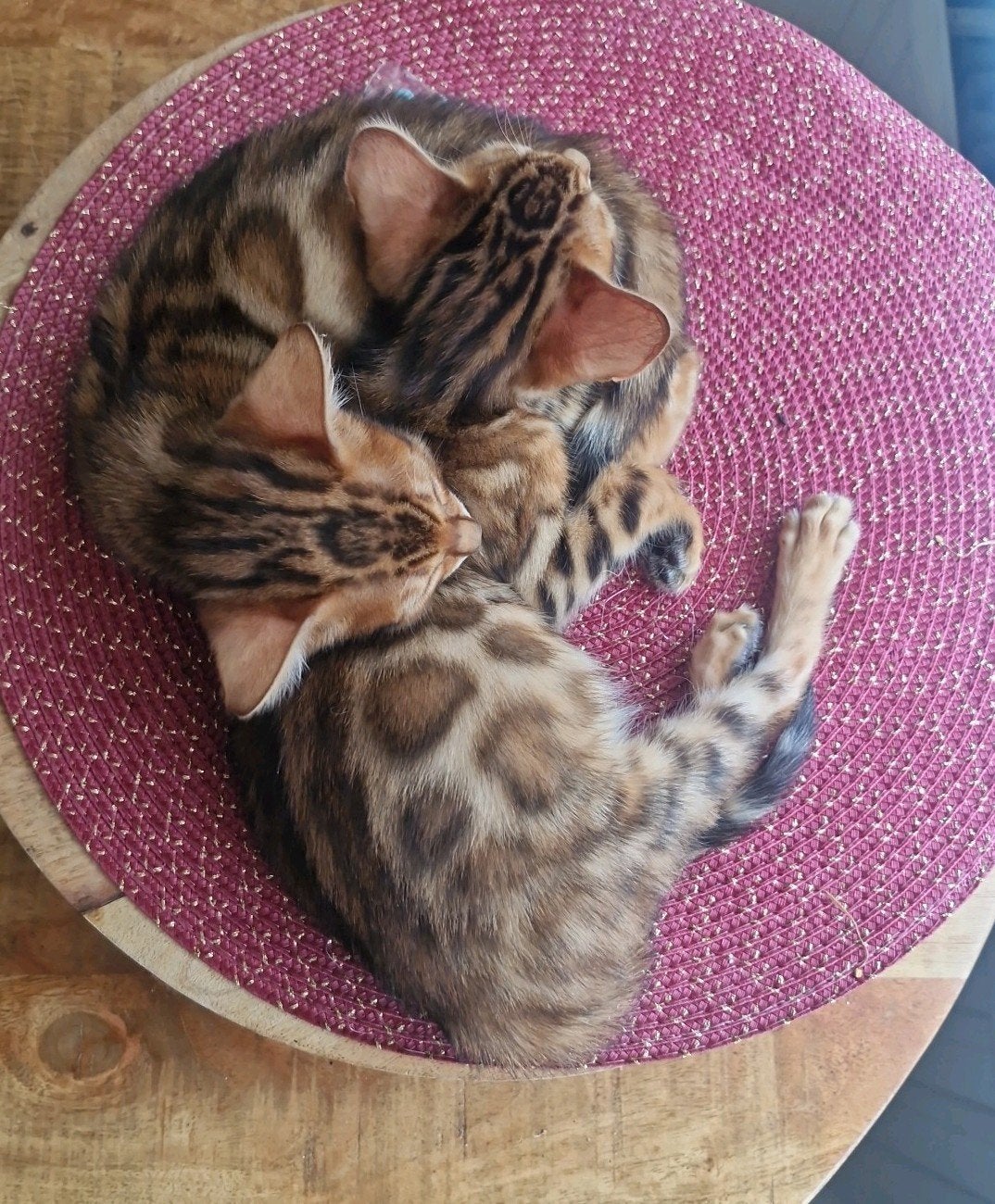 Bengaal kittens met stamboom-gechipt-gevaccineerd, Kater, Met stamboom, 0 tot 2 jaar