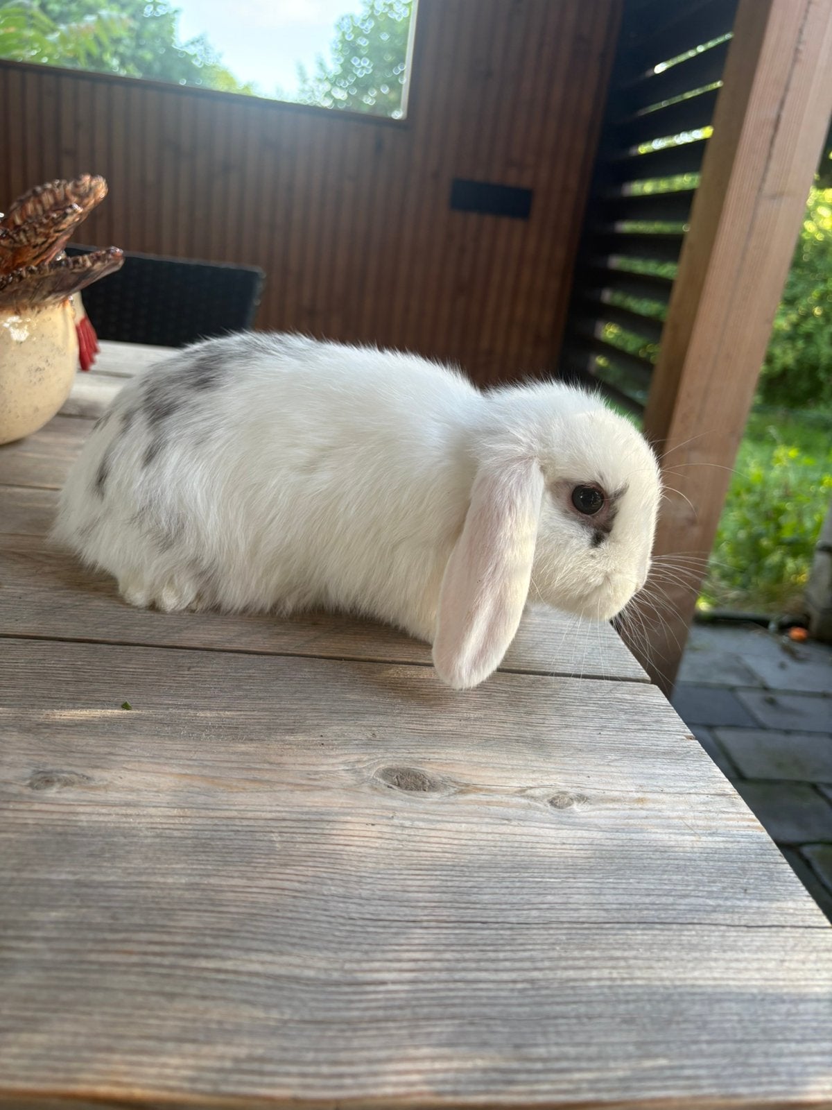 Lieve jonge Nederlands Hangoor Dwerg en Minilop konijntjes, Dieren en Toebehoren, Konijnen, Mannelijk, Dwerg, Hangoor, 0 tot 2 jaar
