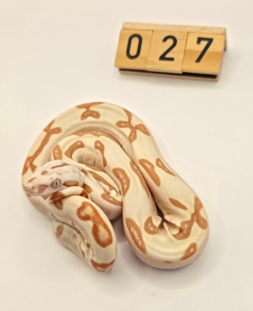 Boa Imperator VPI Sunglow Labyrinth, Slang, 0 tot 2 jaar