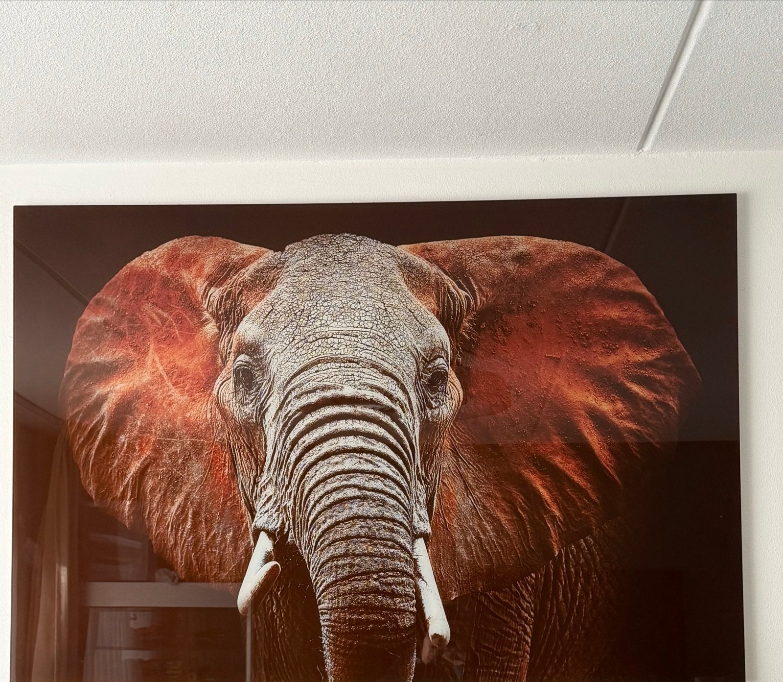 Glasschilderij olifant - Prachtige wanddecoratie, Ophalen of Verzenden, Zo goed als nieuw, Schilderij, 100 tot 125 cm