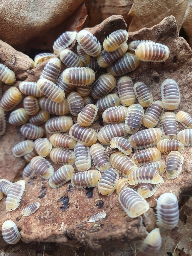 Tijdelijk! 12x Cubaris sp. Jupiter, Dieren en Toebehoren, Overige soorten
