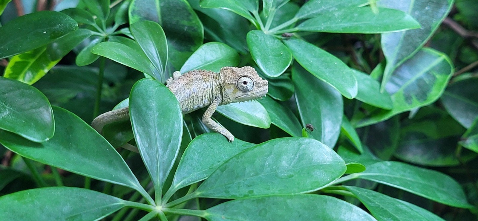 Trioceros hoehnelii F1 nakweek., Dieren en Toebehoren, Reptielen en Amfibieën, Hagedis, 0 tot 2 jaar
