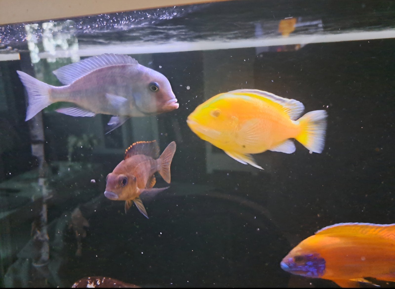 8x Malawi Cichliden & 15x Ancistrus Algeneters!!, Vis