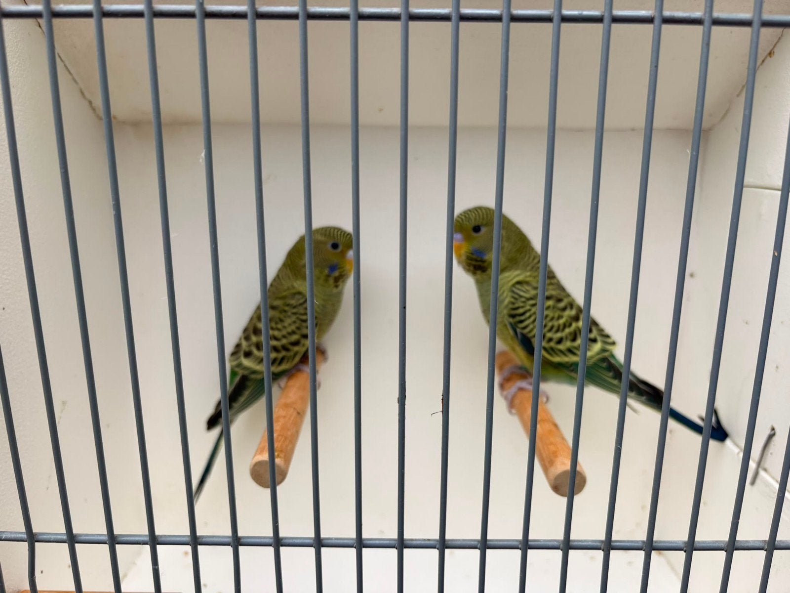mooi groen koppel blackface te koop, Meerdere dieren, Parkiet, Geringd