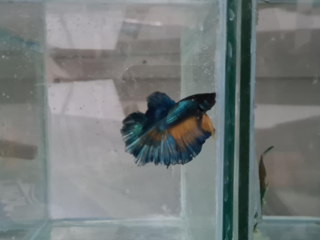 Betta splendens super delta kempvis man, Dieren en Toebehoren, Vissen | Aquariumvissen, Vis, Zoetwatervis
