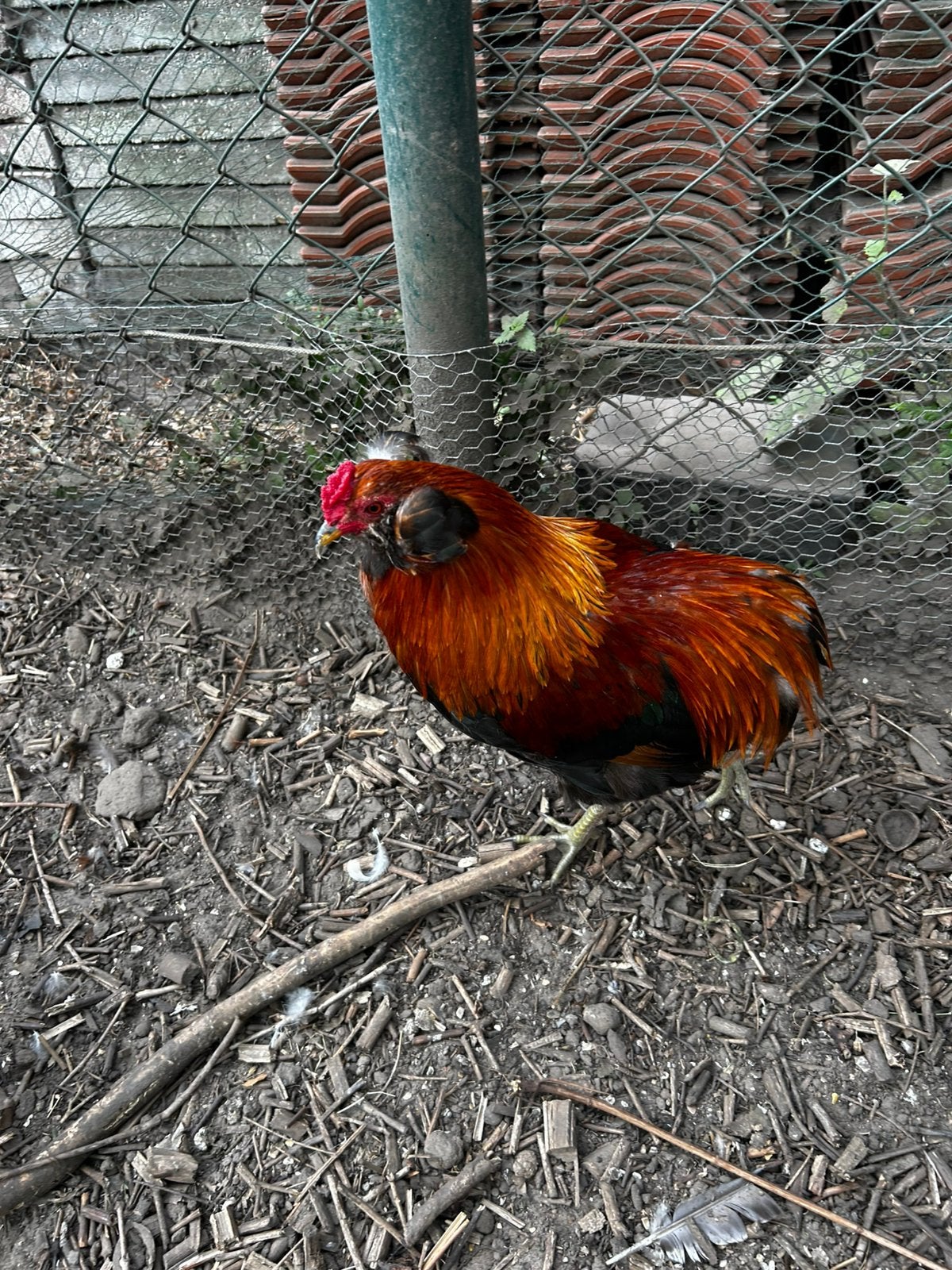 Grappig araucana krielhaantje (2025), Dieren en Toebehoren, Mannelijk, Kip