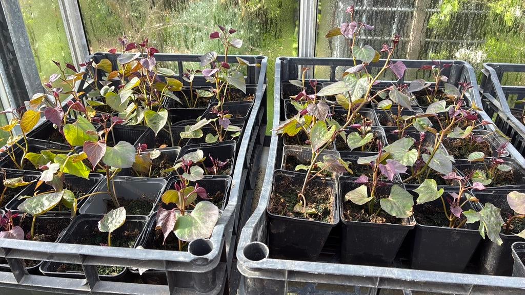 Zoete aardappel plantjes - Bellevue, Ophalen, Volle zon, Groenteplanten, Eenjarig