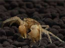 Onderwater Krab "Microspider" - Limnopilos naiyanetri, Dieren en Toebehoren, Kreeft, Krab of Garnaal, Zoetwatervis, Schoolvis