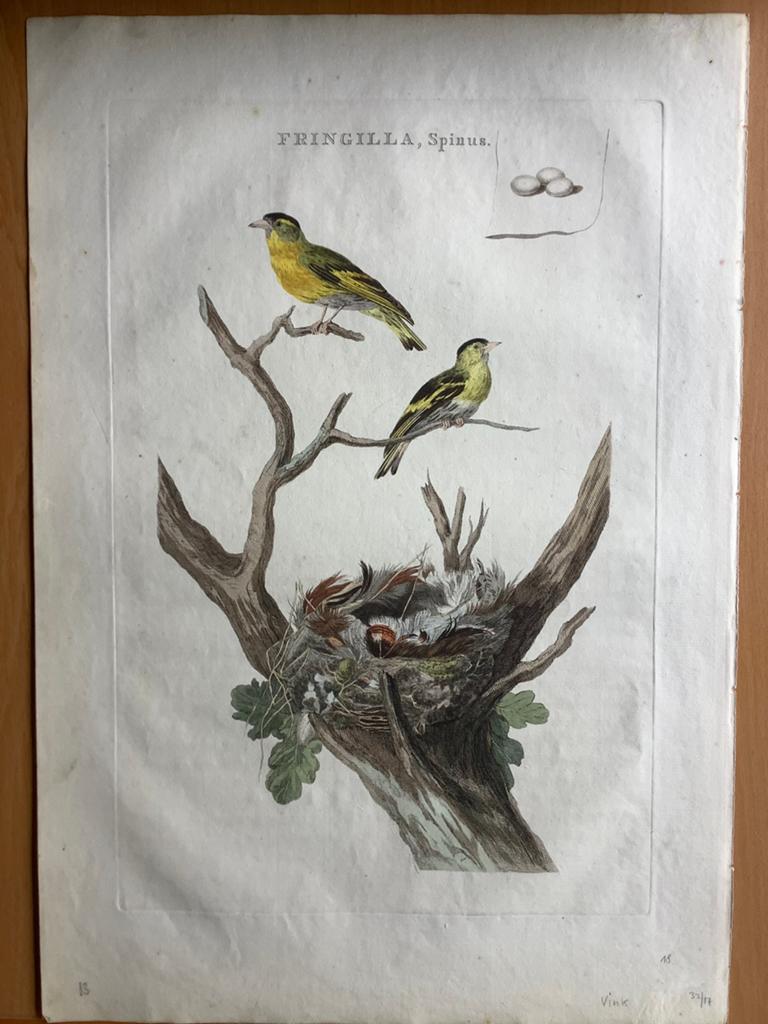 Originele gravure sijsjes Nozeman Sepp Nederlandsche Vogelen, Verzenden