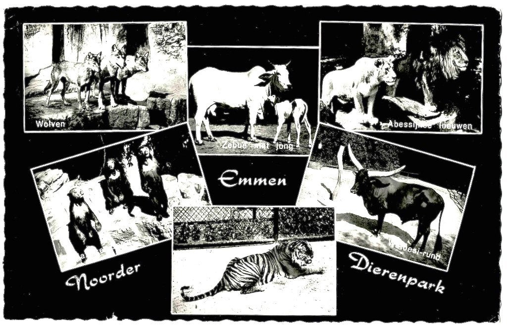 Emmen (dr), emmen, noorder dierenpark, gelopen, uitgave jp,, Verzenden, 1940 tot 1960, Gelopen, Gelderland