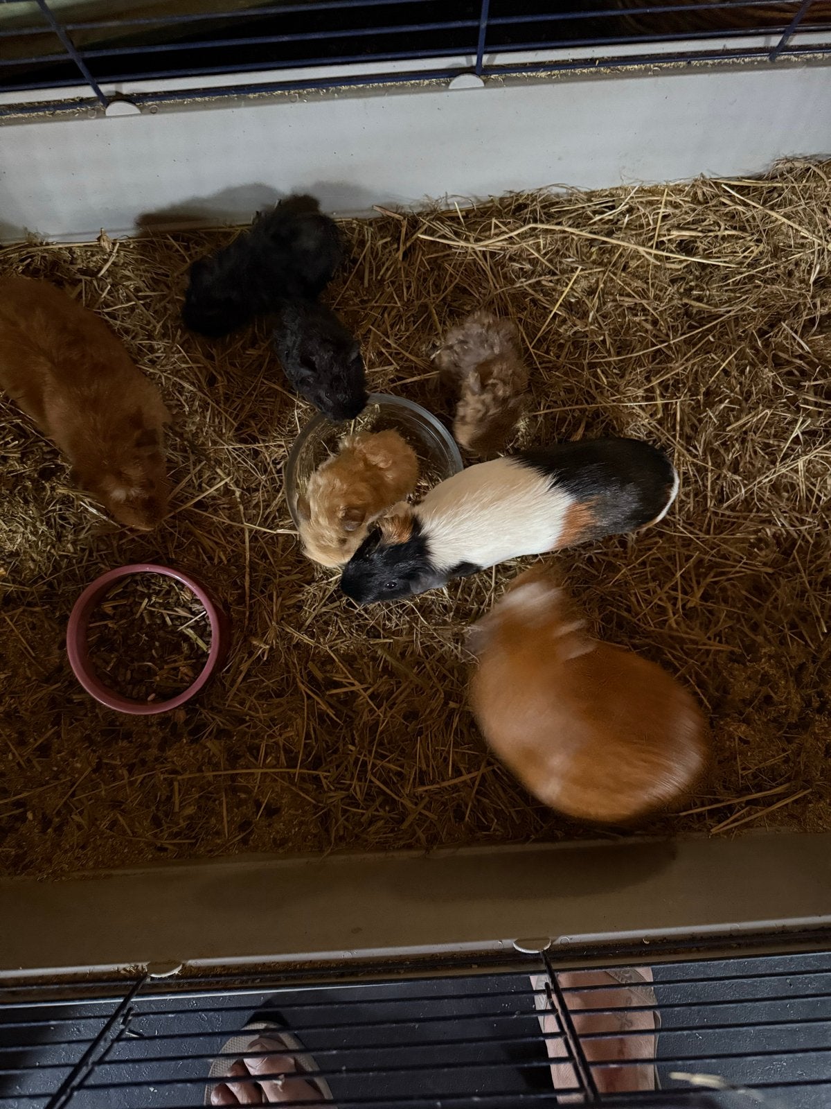 Cavias, Dieren en Toebehoren, Knaagdieren, Cavia, Juli, Meerdere dieren, Tam