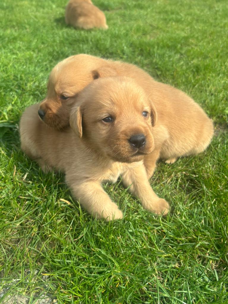 Raszuivere Red fox labrador puppy’s, Dieren en Toebehoren, Honden | Retrievers, Spaniëls en Waterhonden, Meerdere dieren, Labrador retriever