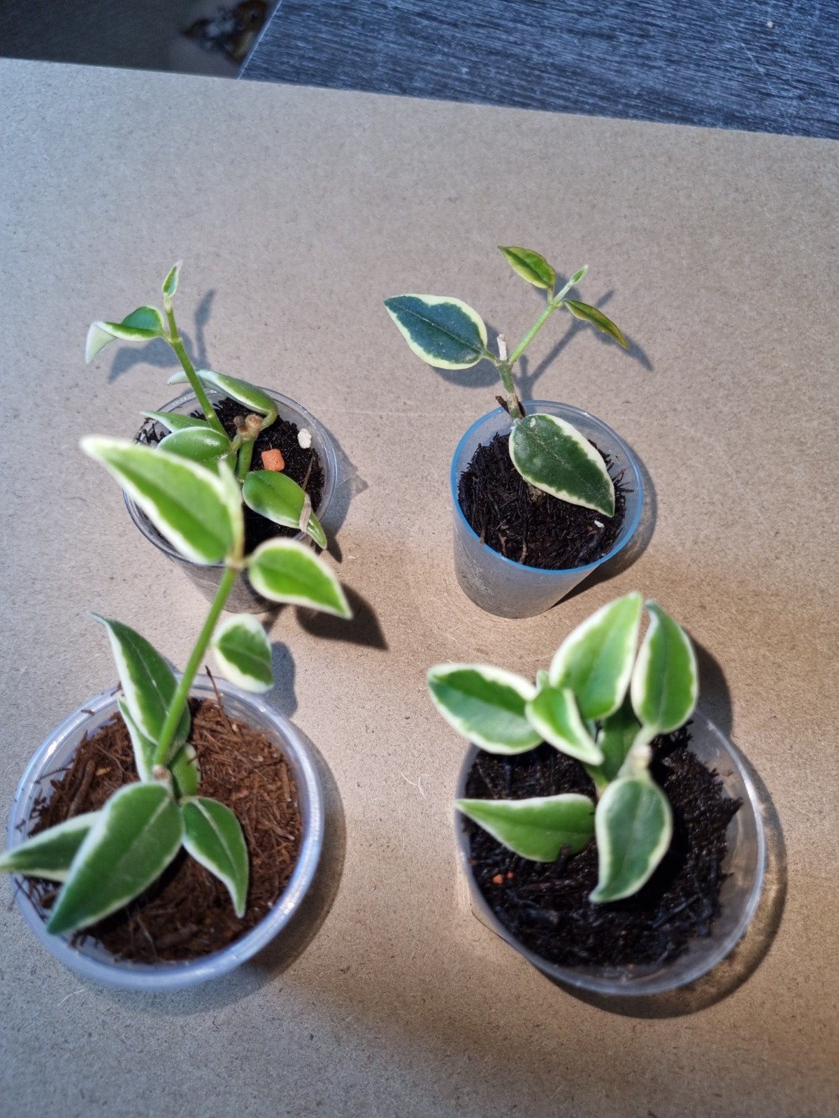 Hoya bella anneke buis, Huis en Inrichting, Ophalen of Verzenden, Halfschaduw, Minder dan 100 cm