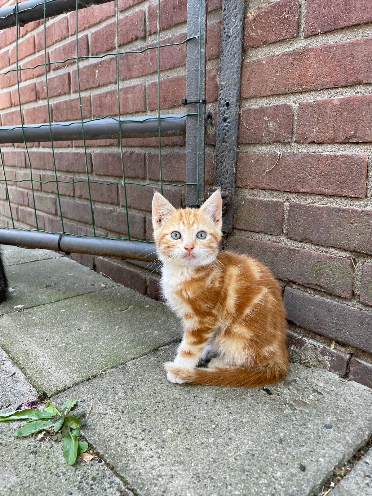 2 rode katers, Dieren en Toebehoren, Katten en Kittens | Overige Katten, Kater