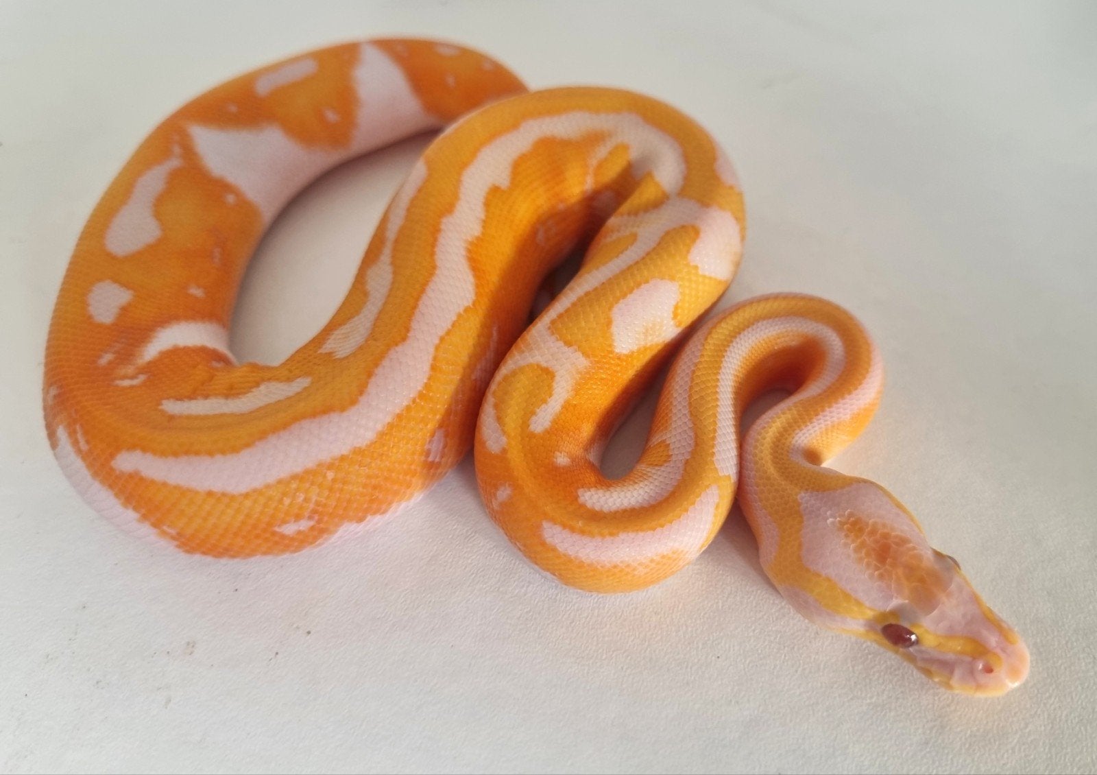 1.0 black head dreamsicle koningspython python regius, Dieren en Toebehoren, Slang, 0 tot 2 jaar