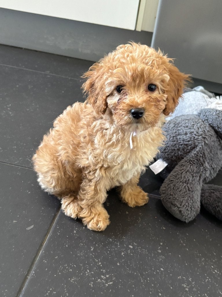Toy/dwergpoedel pup, Poedel, CDV (hondenziekte), 8 tot 15 weken, Meerdere
