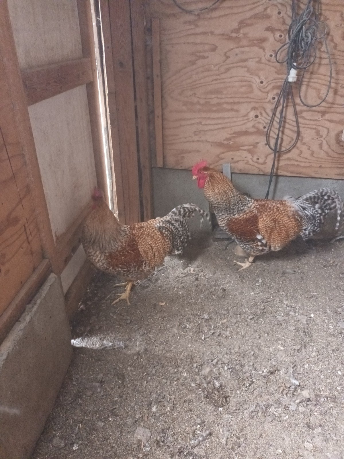 bielefelder hanen, Dieren en Toebehoren, Pluimvee, Mannelijk, Kip