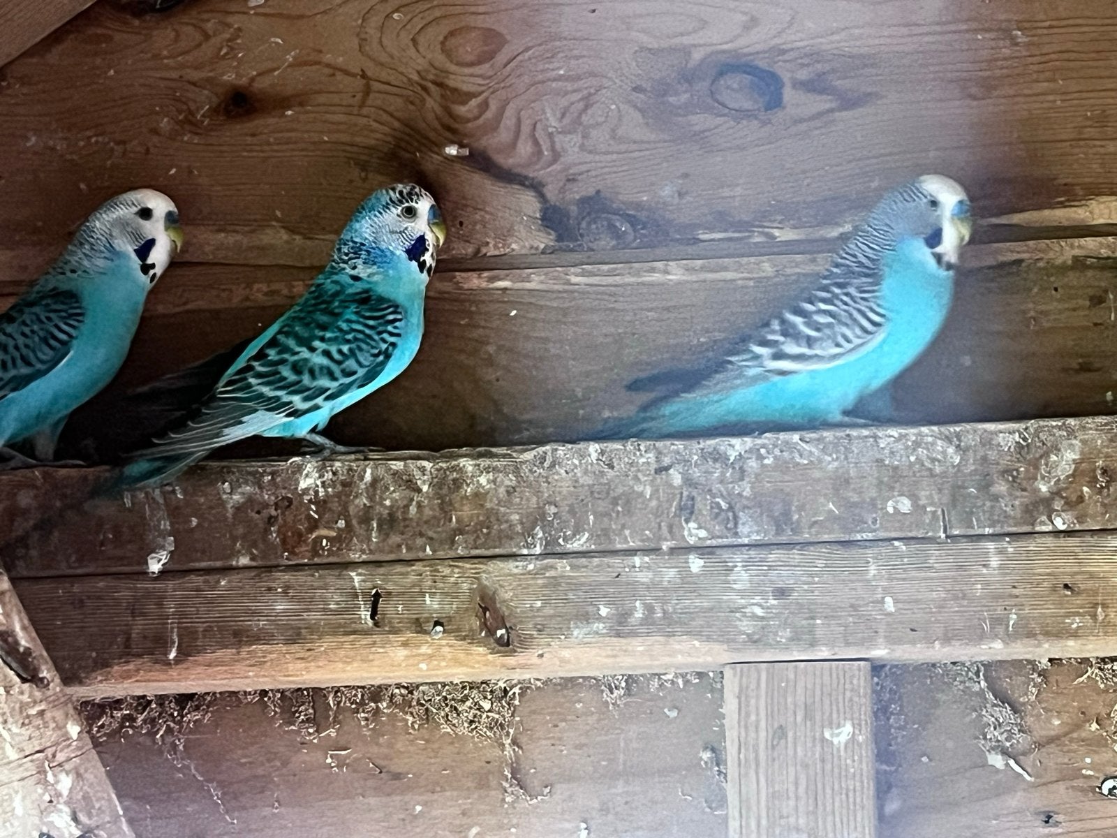 Graspakieten alles in 1 koop, Dieren en Toebehoren
