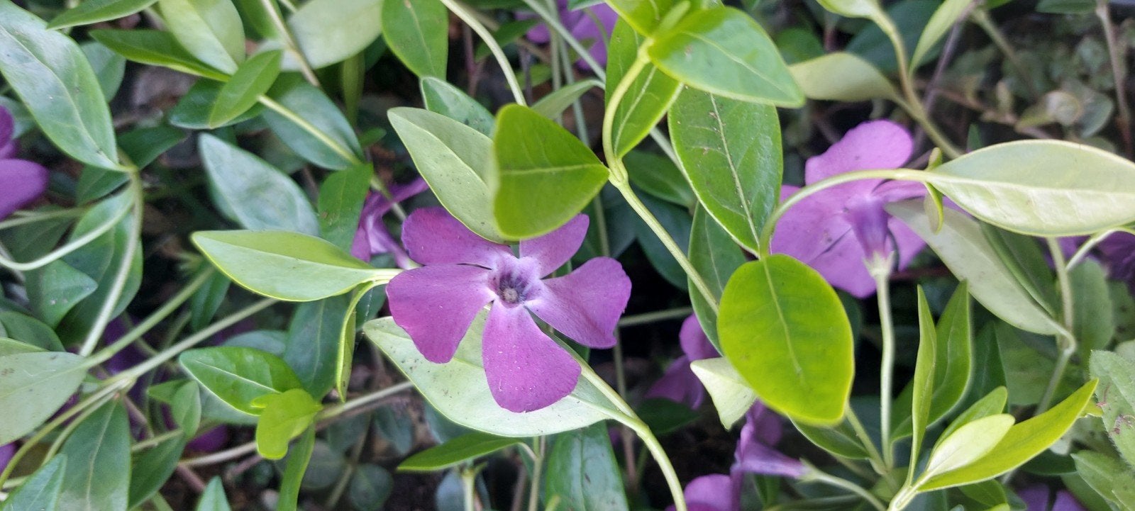 vinca maagdenpalm ideale bodembedekker, Tuin en Terras, Ophalen of Verzenden, Halfschaduw