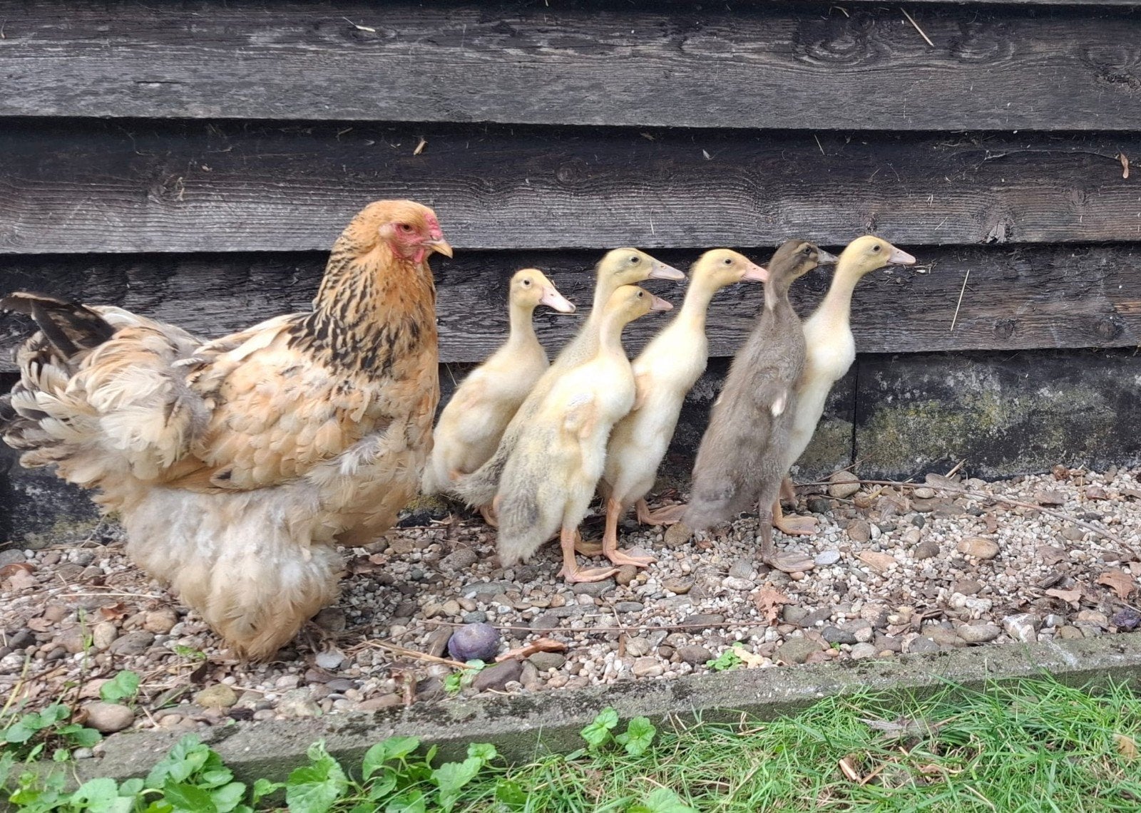 jonge loopeenden, Dieren en Toebehoren, Pluimvee, Eend, Geslacht onbekend
