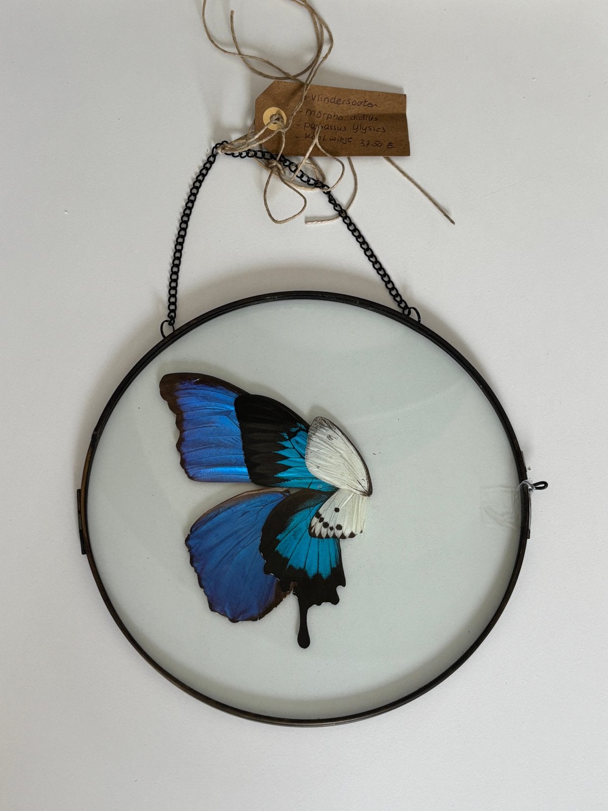 Vlinderkunstwerk: Morpho Didius & Papilio Ulysses, Ophalen of Verzenden, Zo goed als nieuw, Insect, Opgezet dier