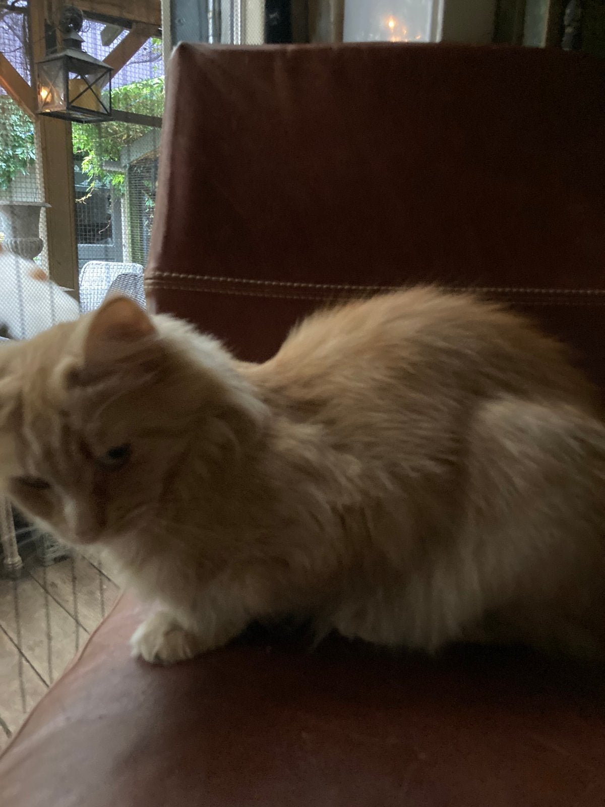 Kleine lieve maine coon, Dieren en Toebehoren, Katten en Kittens | Raskatten | Langhaar, Poes, Gechipt, 3 tot 5 jaar