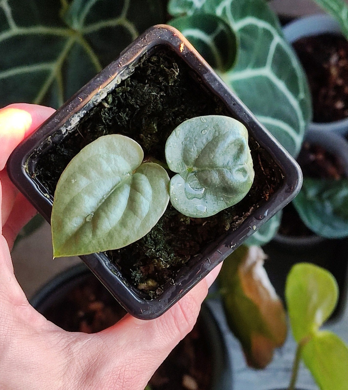 anthurium Sp. Silver Peru, Ophalen of Verzenden, Halfschaduw, Minder dan 100 cm