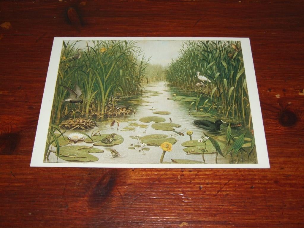 500- M.A. KOEKKOEK - VOGELS, Verzenden, 1980 tot heden, Ongelopen, Vogel
