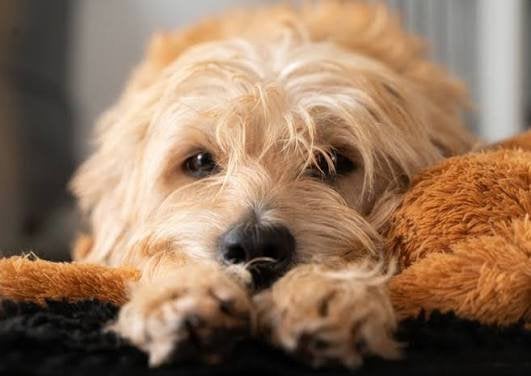️ Gezocht: Smoushondpup of lieve look-a-like voor warm gezin, Dieren en Toebehoren, Reu, 8 tot 15 weken, Eén hond, Klein