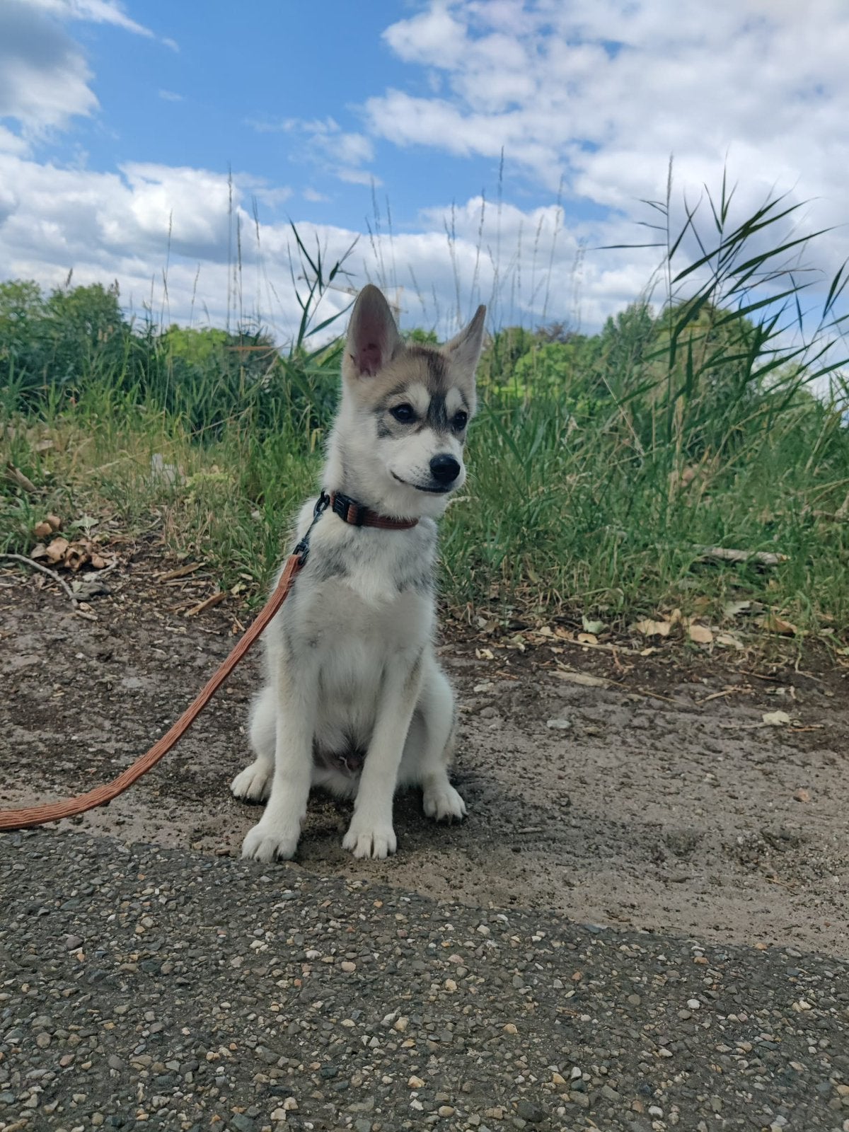 Lieve Pomsky pup, Dieren en Toebehoren, Parvo, 15 weken tot 1 jaar, Reu, Poolhond