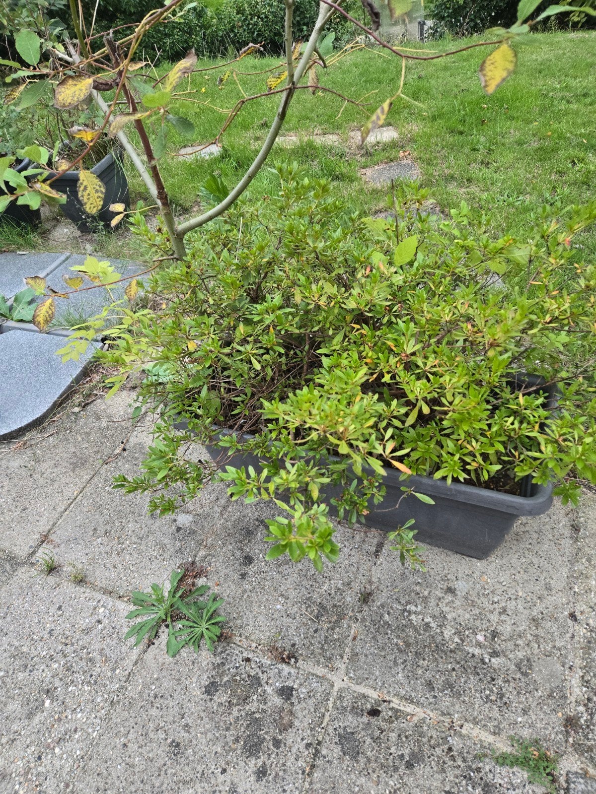 Gratis grote plantenbakken met diverse bomen/planten, Tuin en Terras, Ophalen, Kunststof, Gebruikt, Balkon
