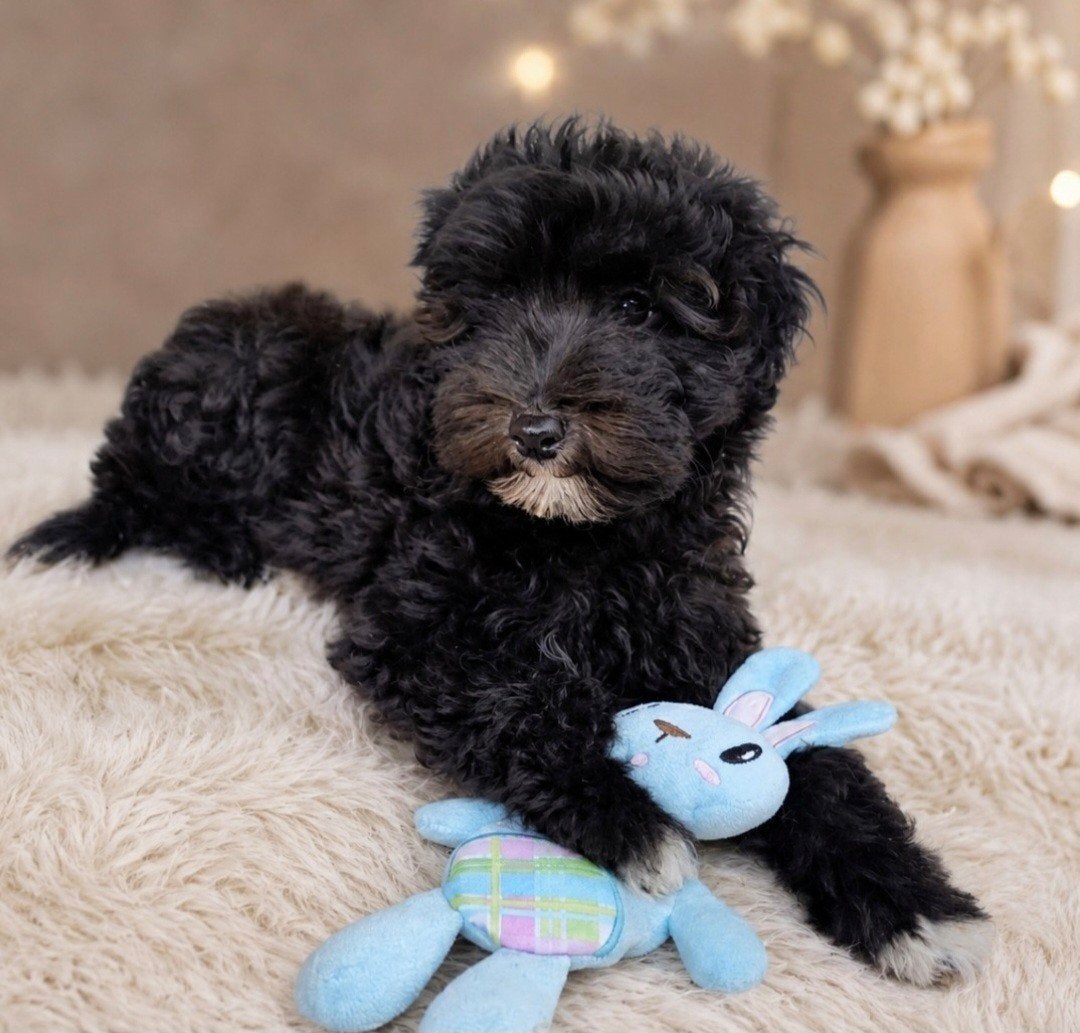Toy Poedel Puppies 🩵💙 2 reutjes 💙🩵, Poedel, Reu, 8 tot 15 weken, Parvo