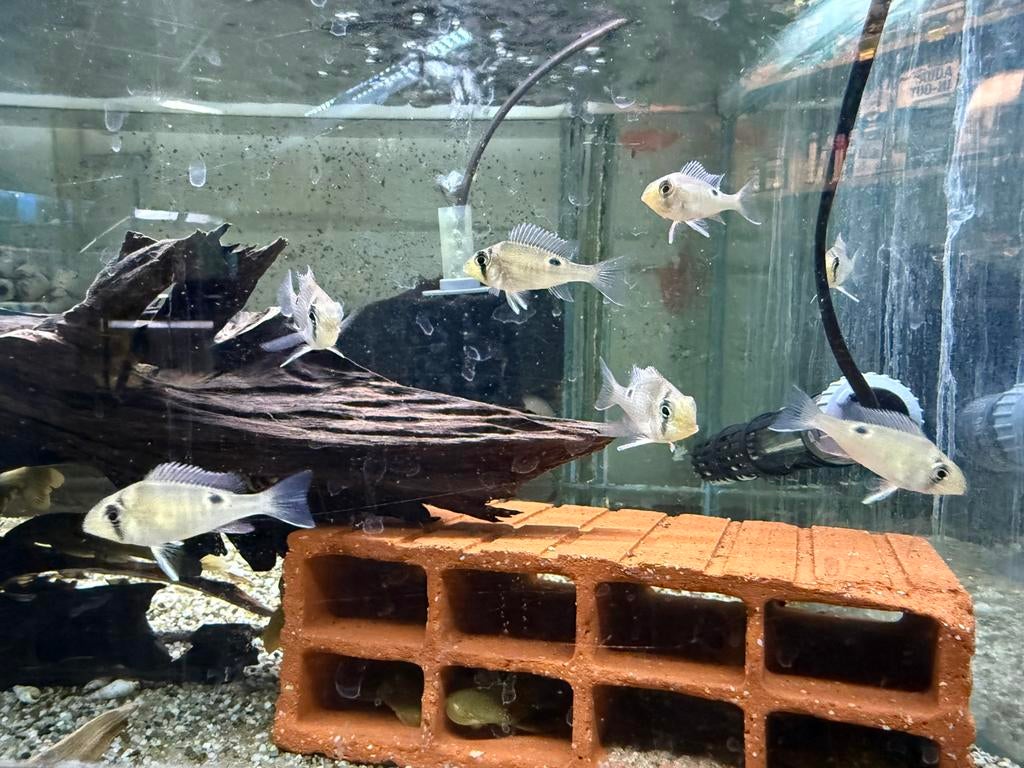 Biotodoma cupido, Dieren en Toebehoren, Vis, Zoetwatervis, Schoolvis