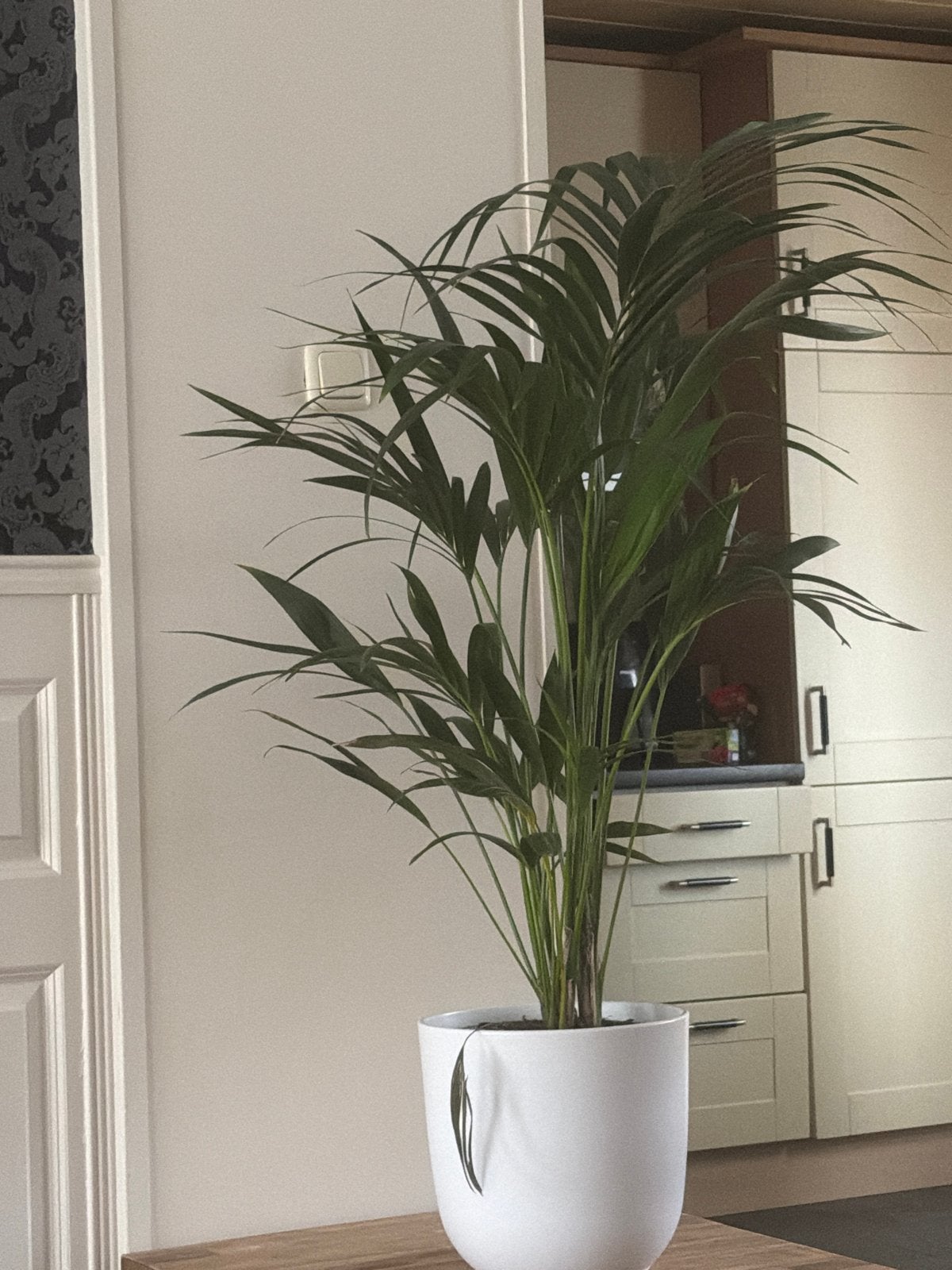 Prachtige palmboom voor in huis inclusief pot 130 hoog., Ophalen, 100 tot 150 cm, Palm, Halfschaduw