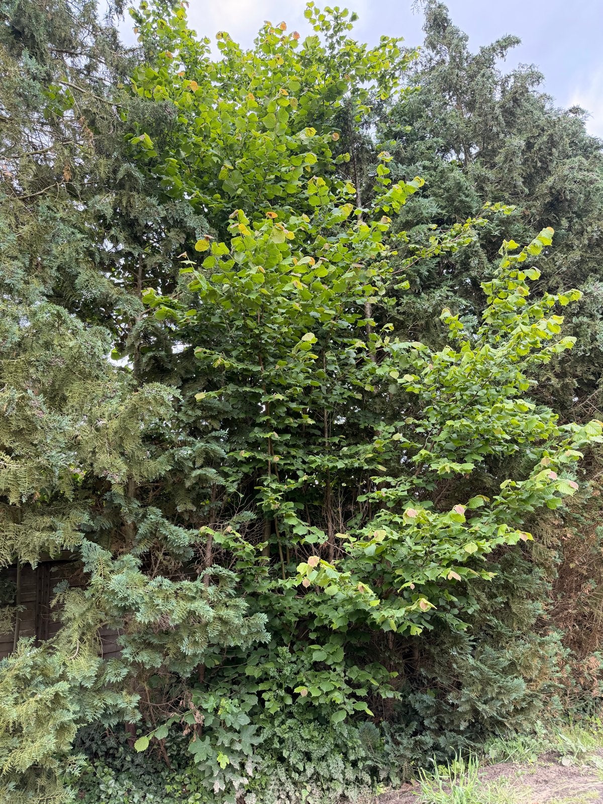 Hazelaar, Tuin en Terras, Bloeit niet, Overige soorten, 400 cm of meer, Ophalen