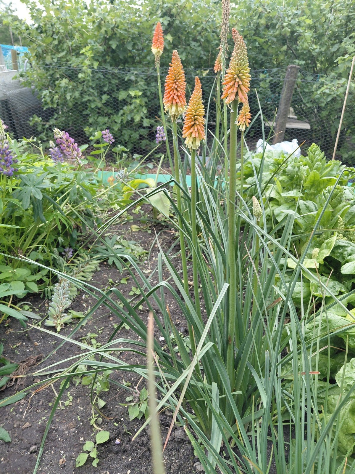 Kniphofia (Vuurpijl) en tropische Bananenplant per stuk, Volle zon, Vaste plant, Zomer, Ophalen