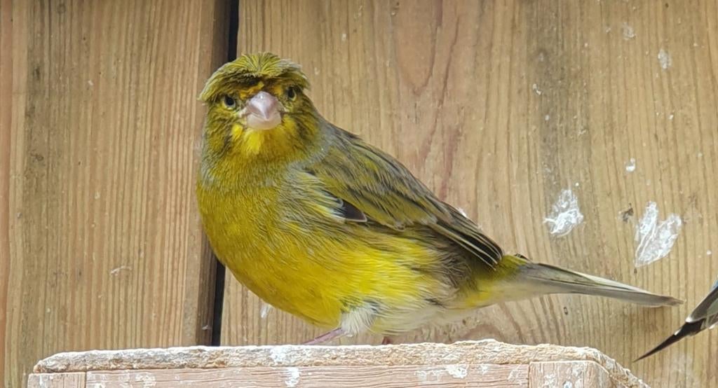 Kuifkanarie, Dieren en Toebehoren, Vogels | Overige Vogels, Mannelijk, Geringd