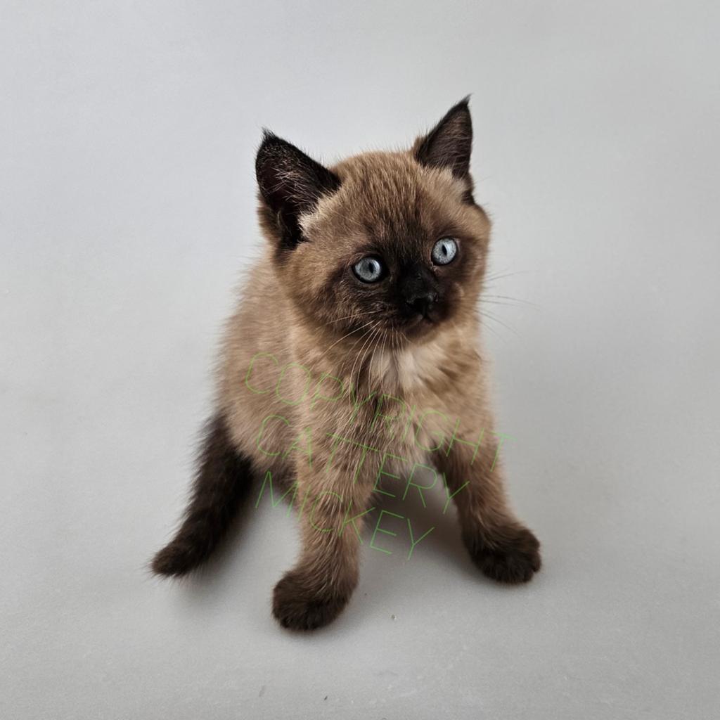 Prachtig Kitten Seal mink behoudt aqua ogen, Poes, Met stamboom, 0 tot 2 jaar