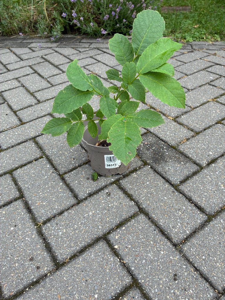 Walnoot boompje, Ophalen, Minder dan 100 cm, Overige soorten, Zomer