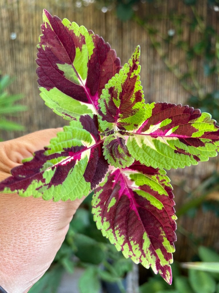 Coleus stek🌱, Ophalen of Verzenden, Halfschaduw, Minder dan 100 cm