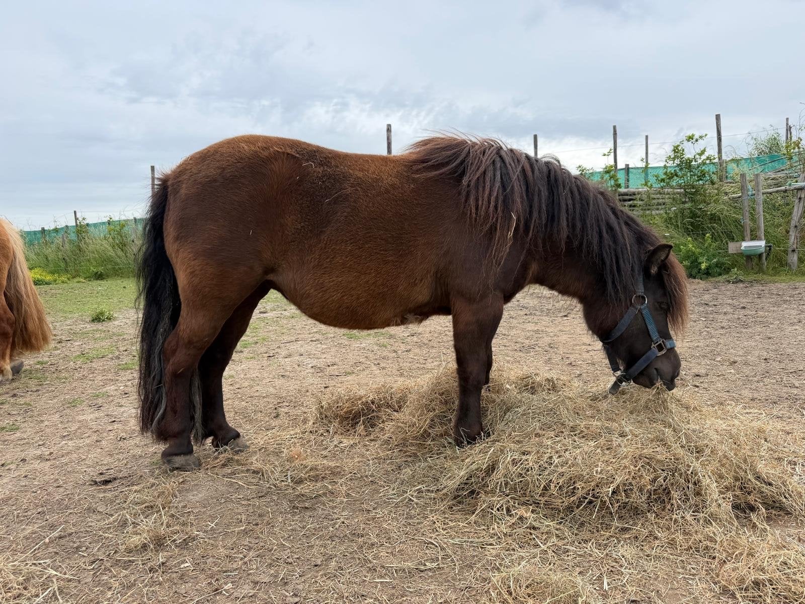 Zwarte shetlandpony merrie, Merrie, A pony (tot 1.17m)